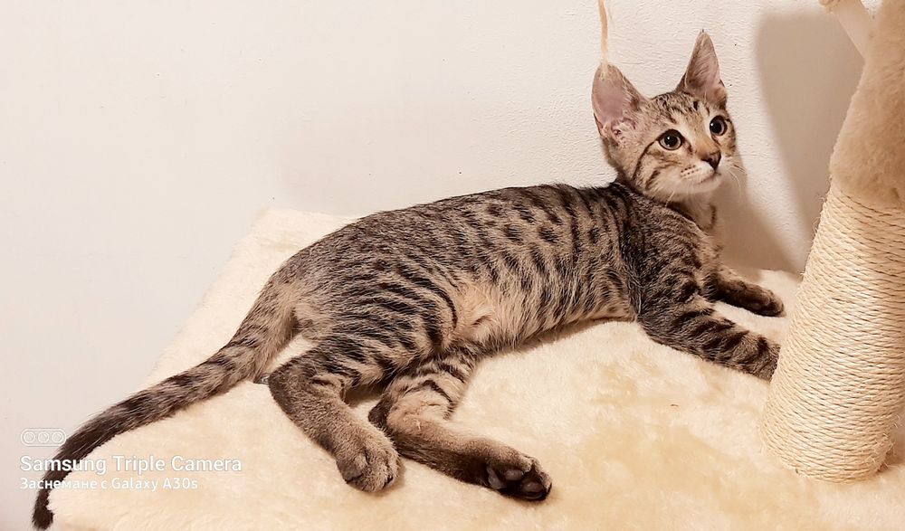 Котарачето Вито на 4 месеца търси дом