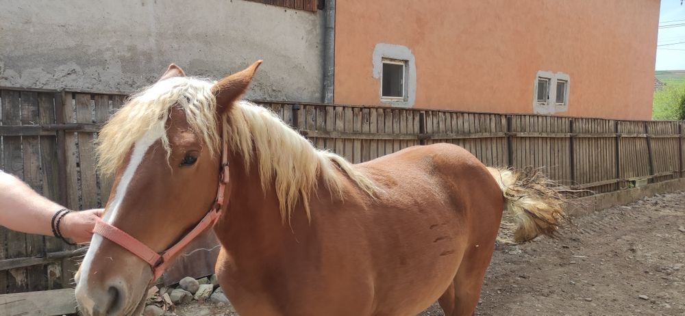 Vând Manza de un an