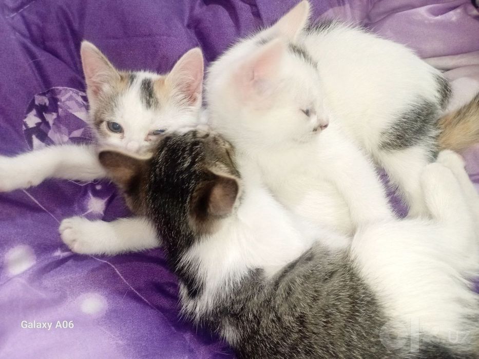 Mushuk.Кошки .котята