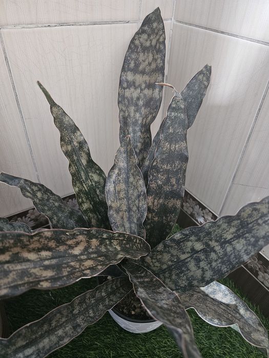 Сансевиерия /Сансевьера.Комнатные цветы.