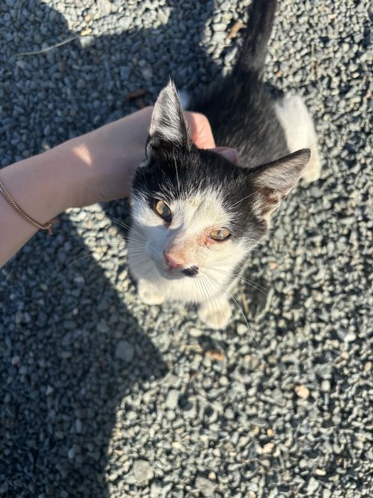 Спасите котёнка