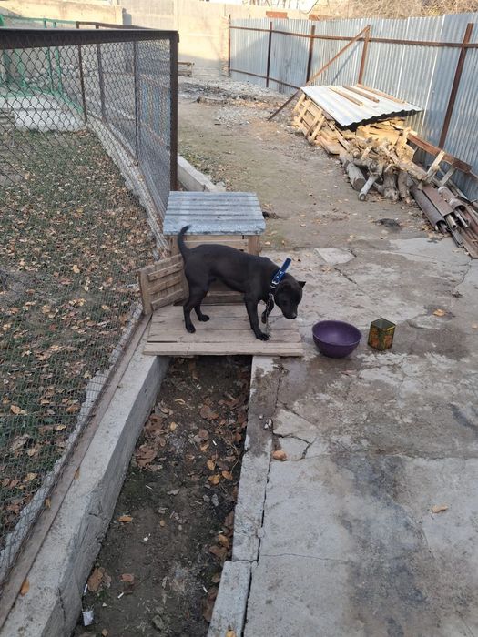 Сабака котята..олд