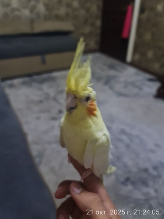 Попугай Корелла ручной