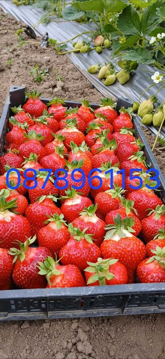 Разсад Ягоди И малини