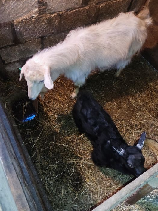 Коза с козлёнком