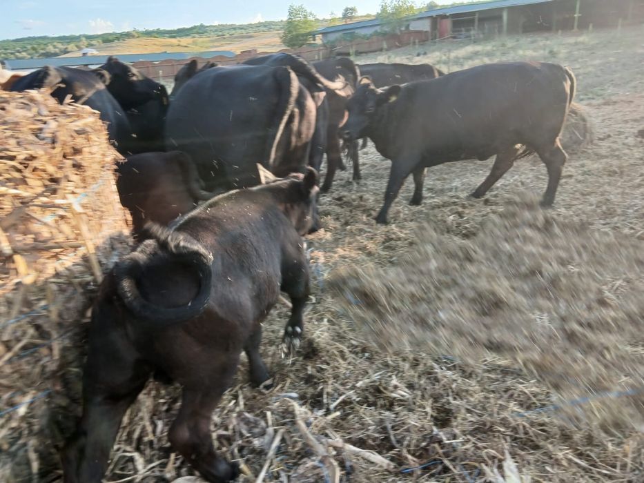 Vand vaca cu vitel.