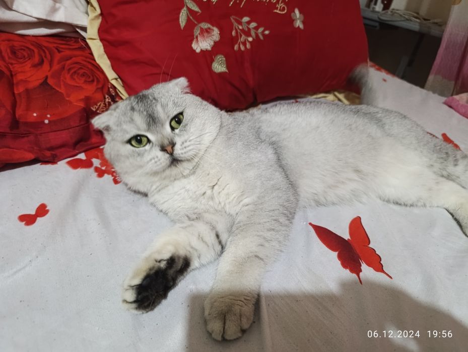 Вяска фолд хизмати