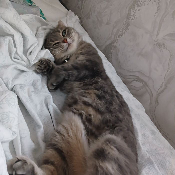 Кошечку отдам бесплатно