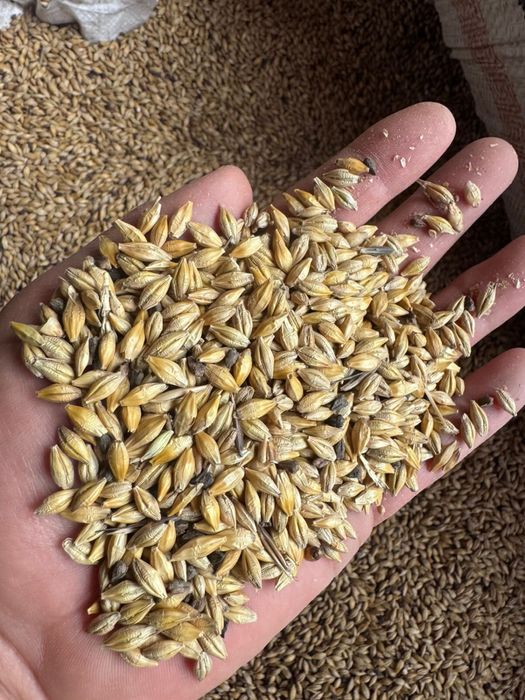 Продам ячмень Арпа со склада сухой,присутсв гречиха.