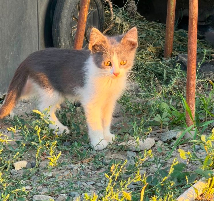 Котята в добрые руки