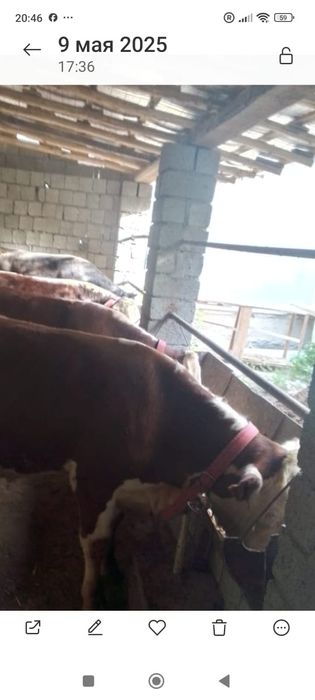 Сментал бор 4 та