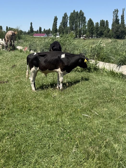 Бычок бұқа подсос еркек бұзау бұқа