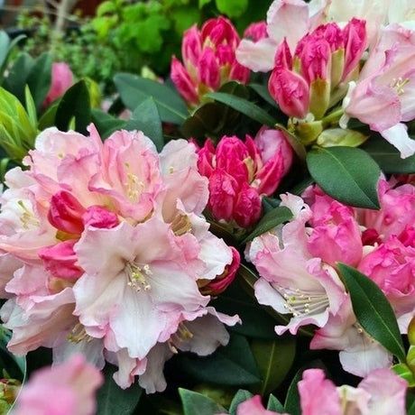 Rhododendron (Trandafir De Munte )