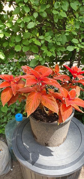 Колеусы Аvatar,Hana,Perila и др.