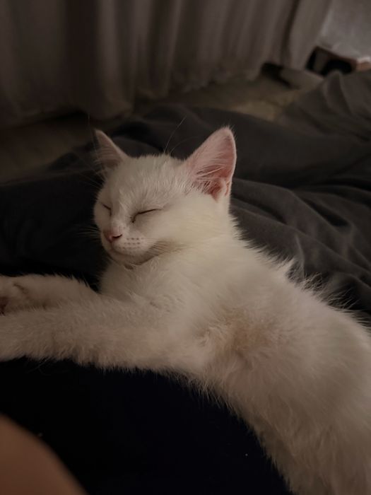Дарю котенок беспланто