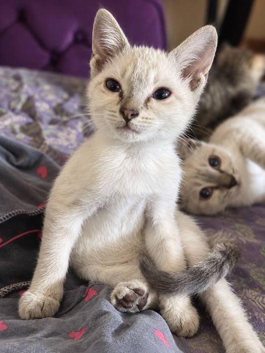 Отдам котят бесплатно