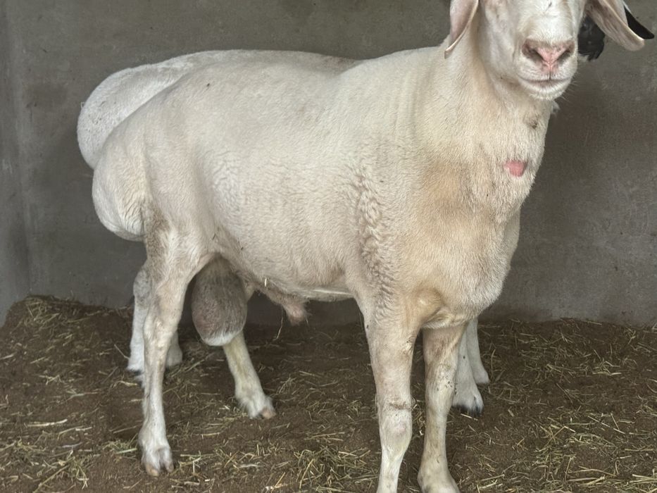 Qoʻylar sotiladi