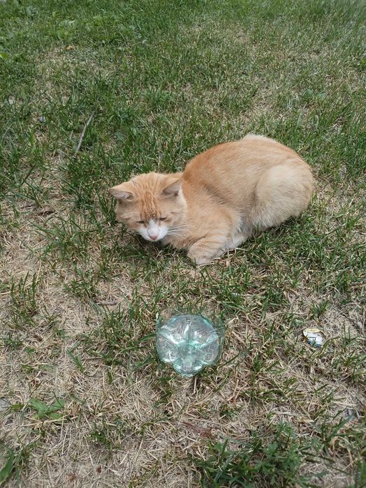 Чей питомец рыжи кот.