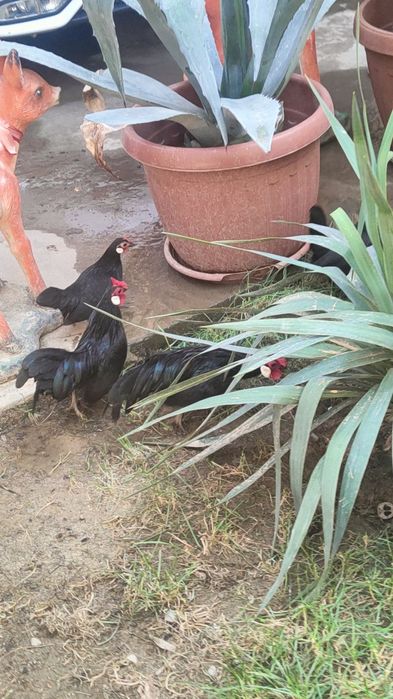 Yapon Beltanka tuxumlari