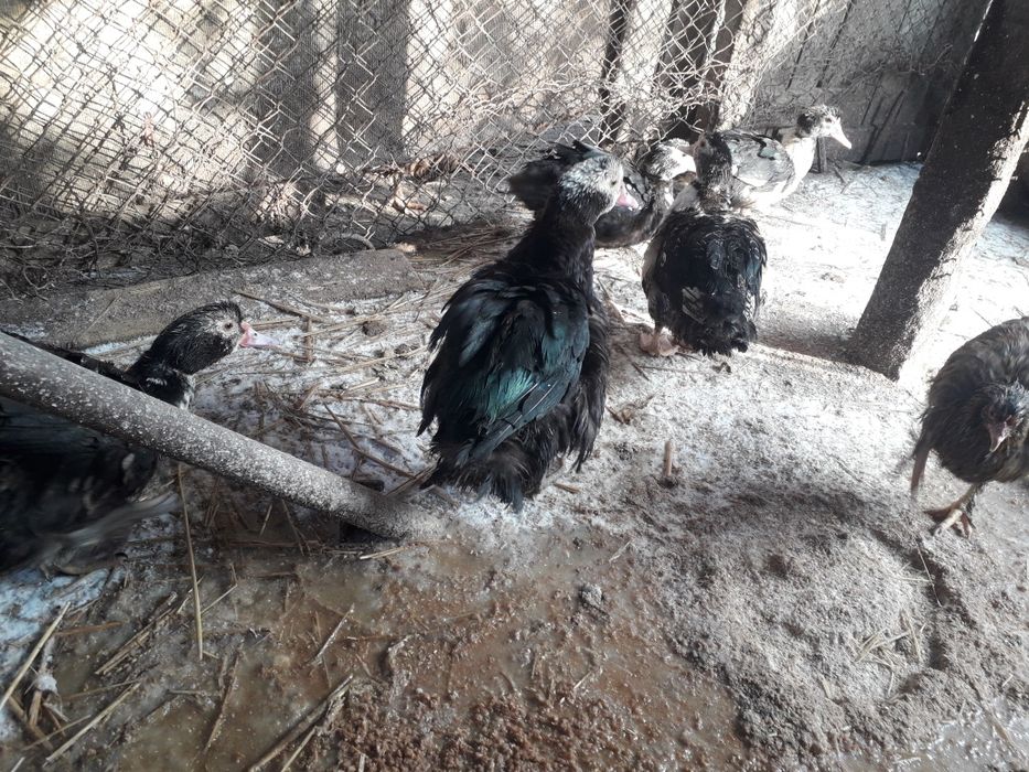 Rate leșești de vânzare ratoi