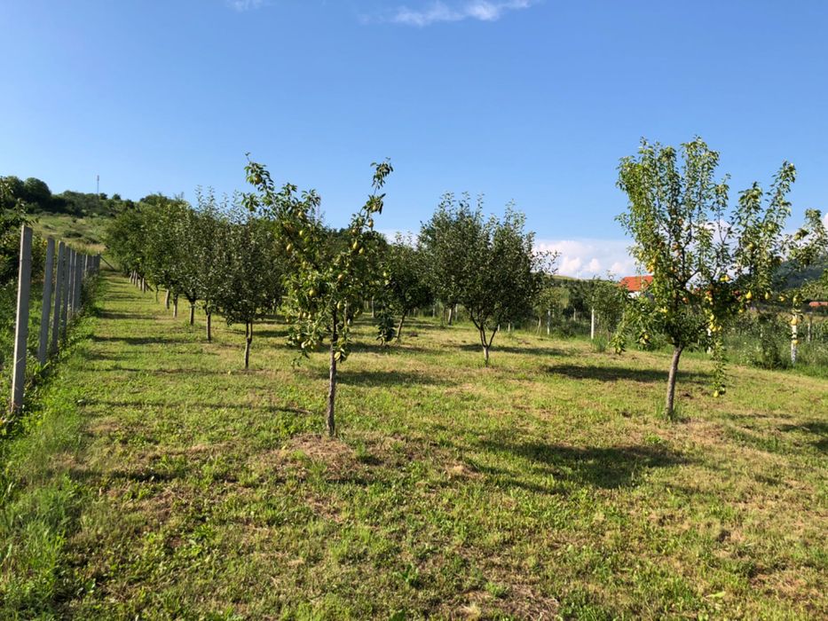 Teren intravilan