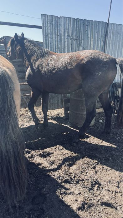 Продаются три жеребца