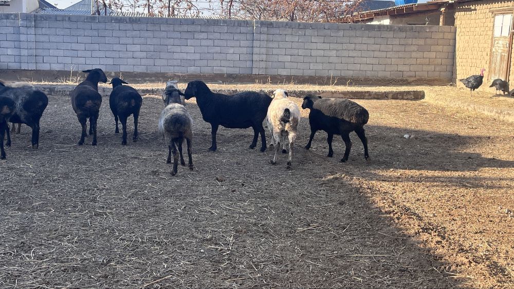 10 бас саулық қой