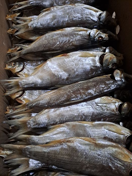 Рыбец вяленый рыба малосольный