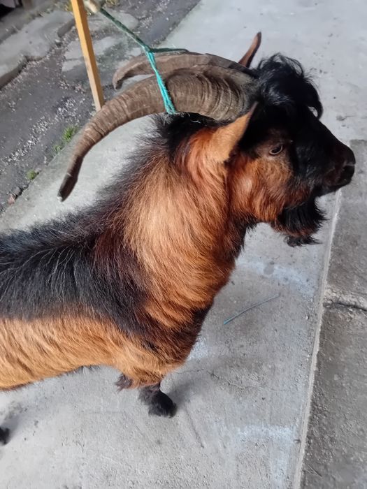 Vand sau schimb tap alpin francez