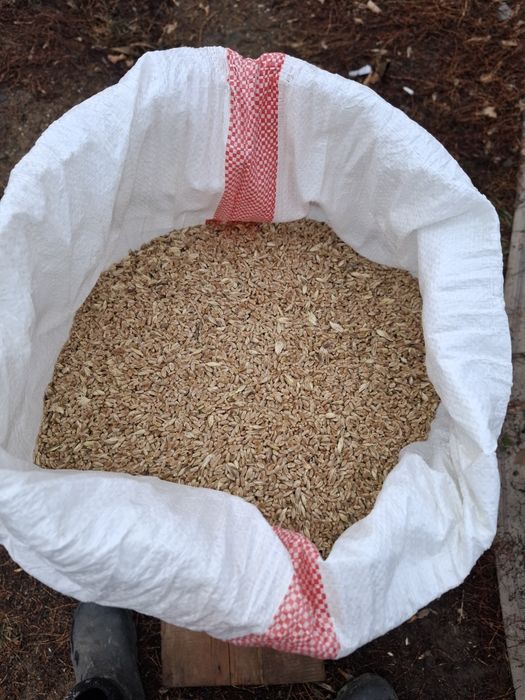 Зерноотходы пшеницы