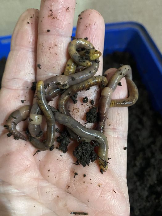 Черви (Дендробена) для рыбалки