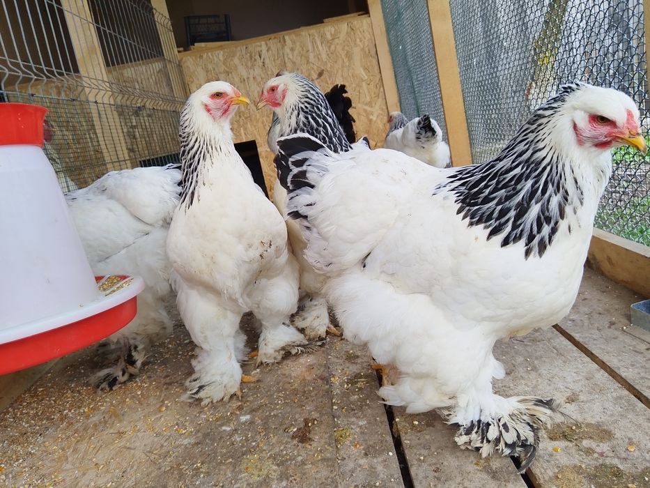 Oua incubat de la gaini Rasa Brahma HD