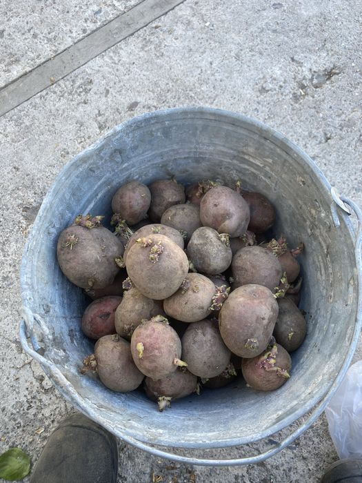 картошка семенная