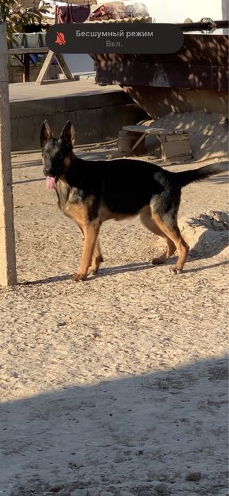 немецкая овчарка