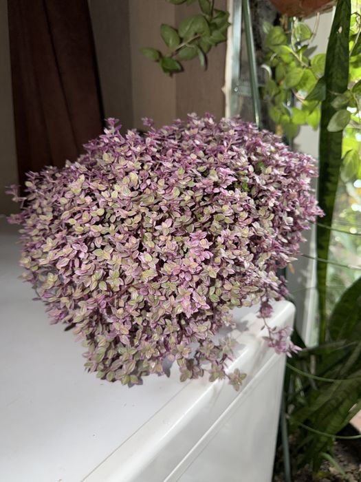 Каллизия Розовая Пантера