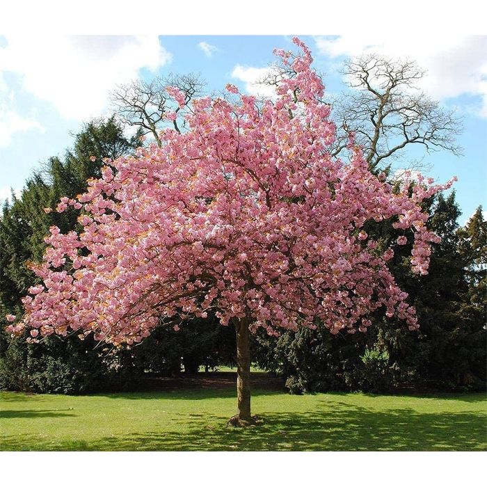 Cires japonez kanzan