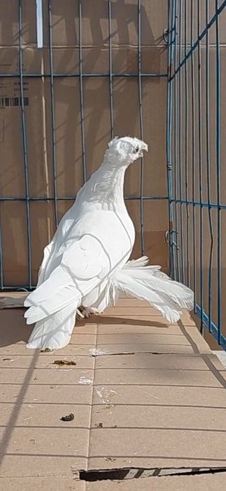 Голуби игровых кровей