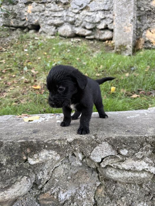 Donez pui catelusi