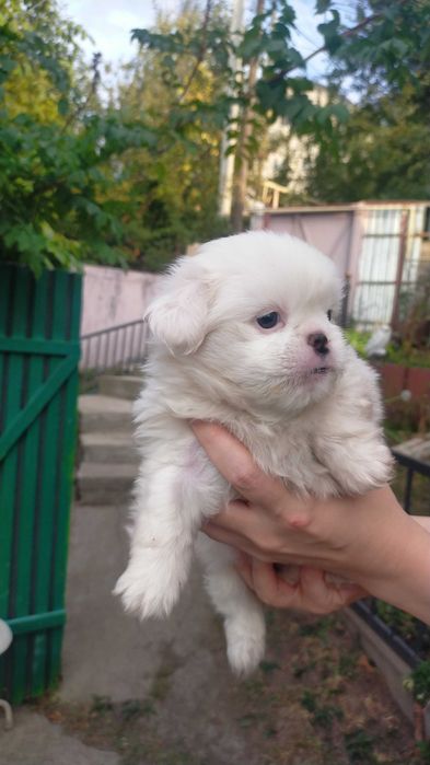 Продается ЩЕНОК пекинеса