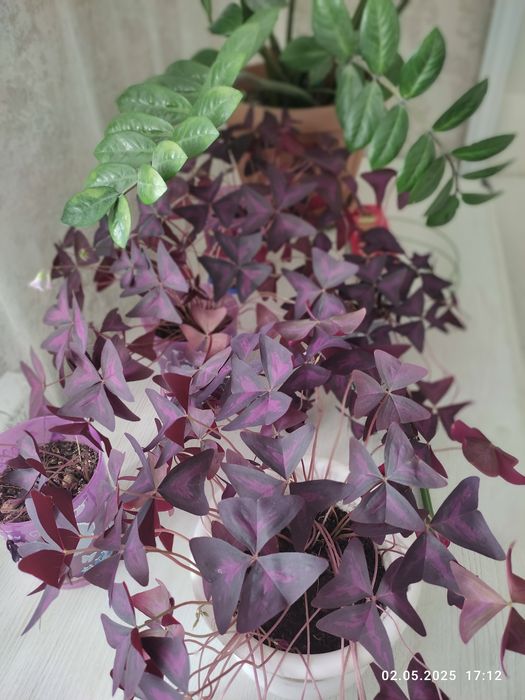 Продам комнатное растение