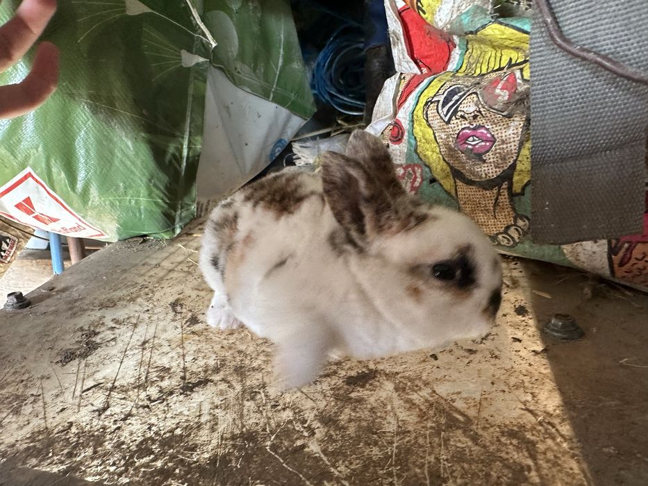 Vand sau schimb iepuri cap de leu si rex pitic