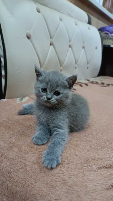 Вислоухие котята