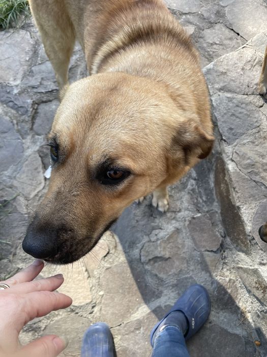 Donatie /adoptie caini talie medie/mare