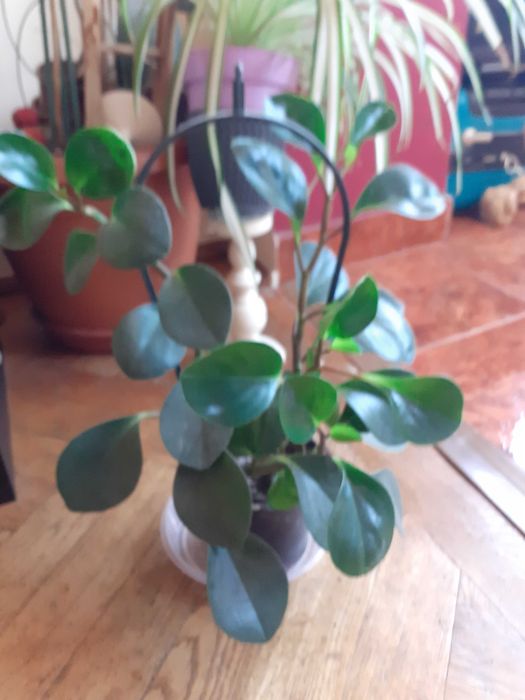 Planta de apartament