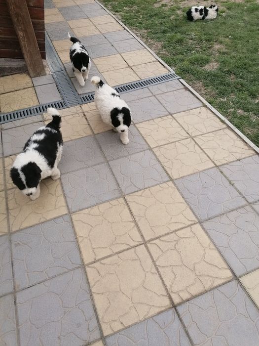 Dau spre adopție iubitorilor de animale ce se vede în poze