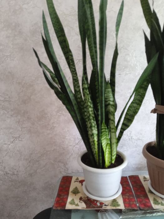 Щучий хвост или Сансельверия.