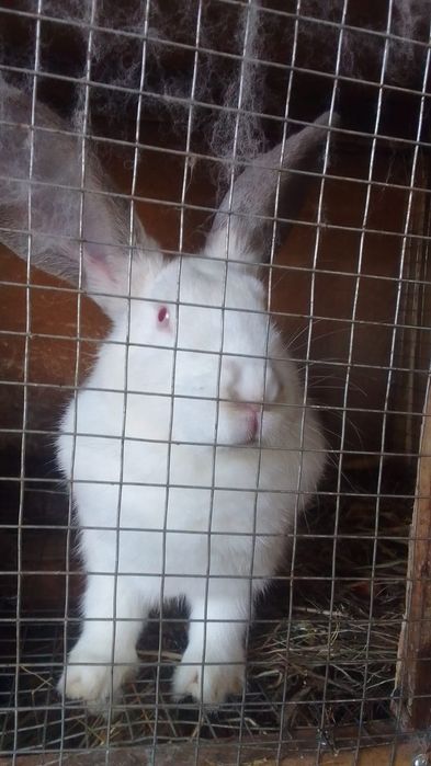 продам кролих. Бишкуль