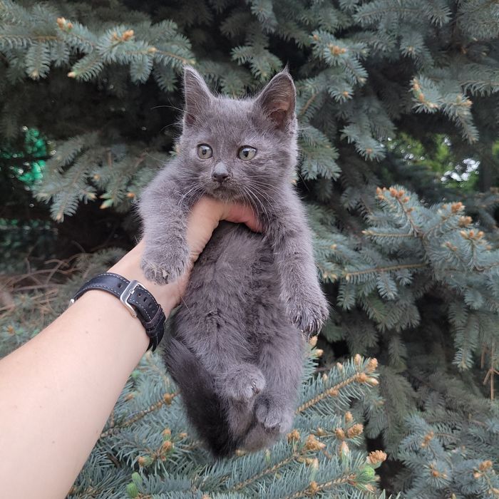Котёнок в добрые руки