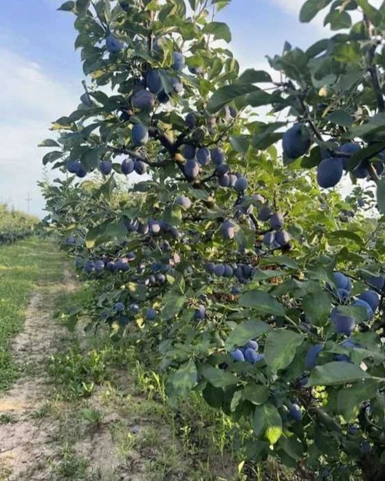 Vând prune pentru țuică