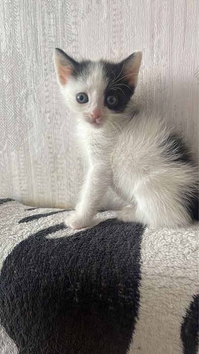 Котенок мальчик.Чистый ,ласковый